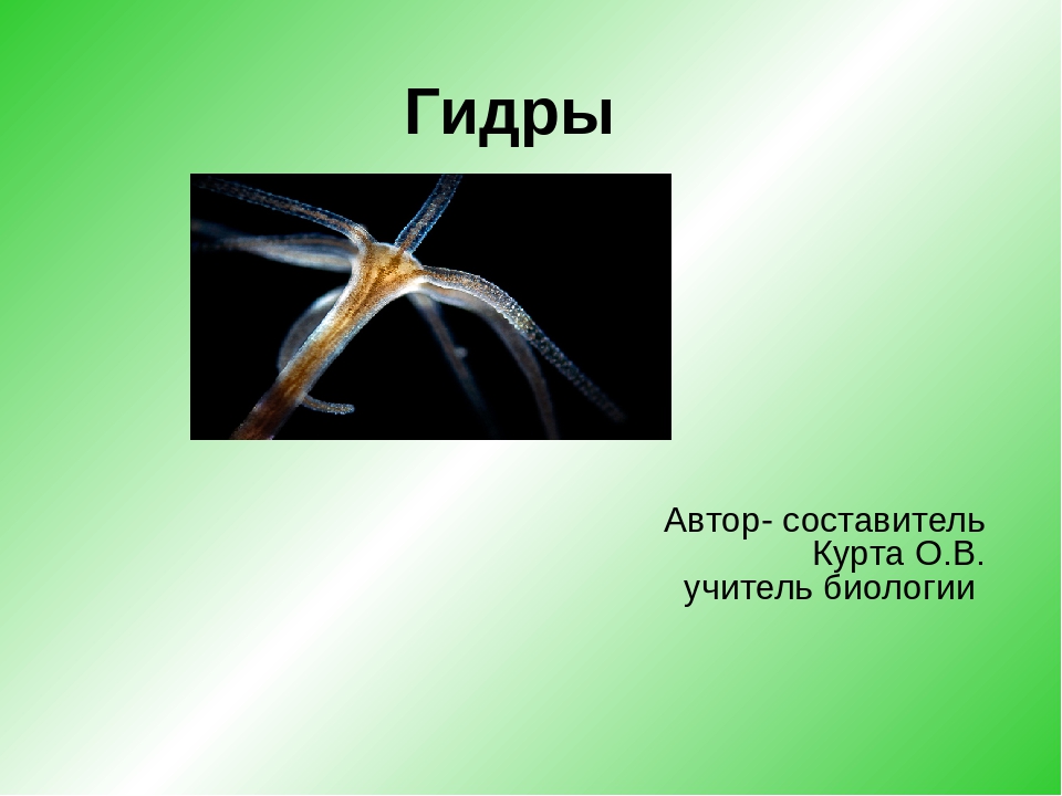 Kraken ссылка kraken torion